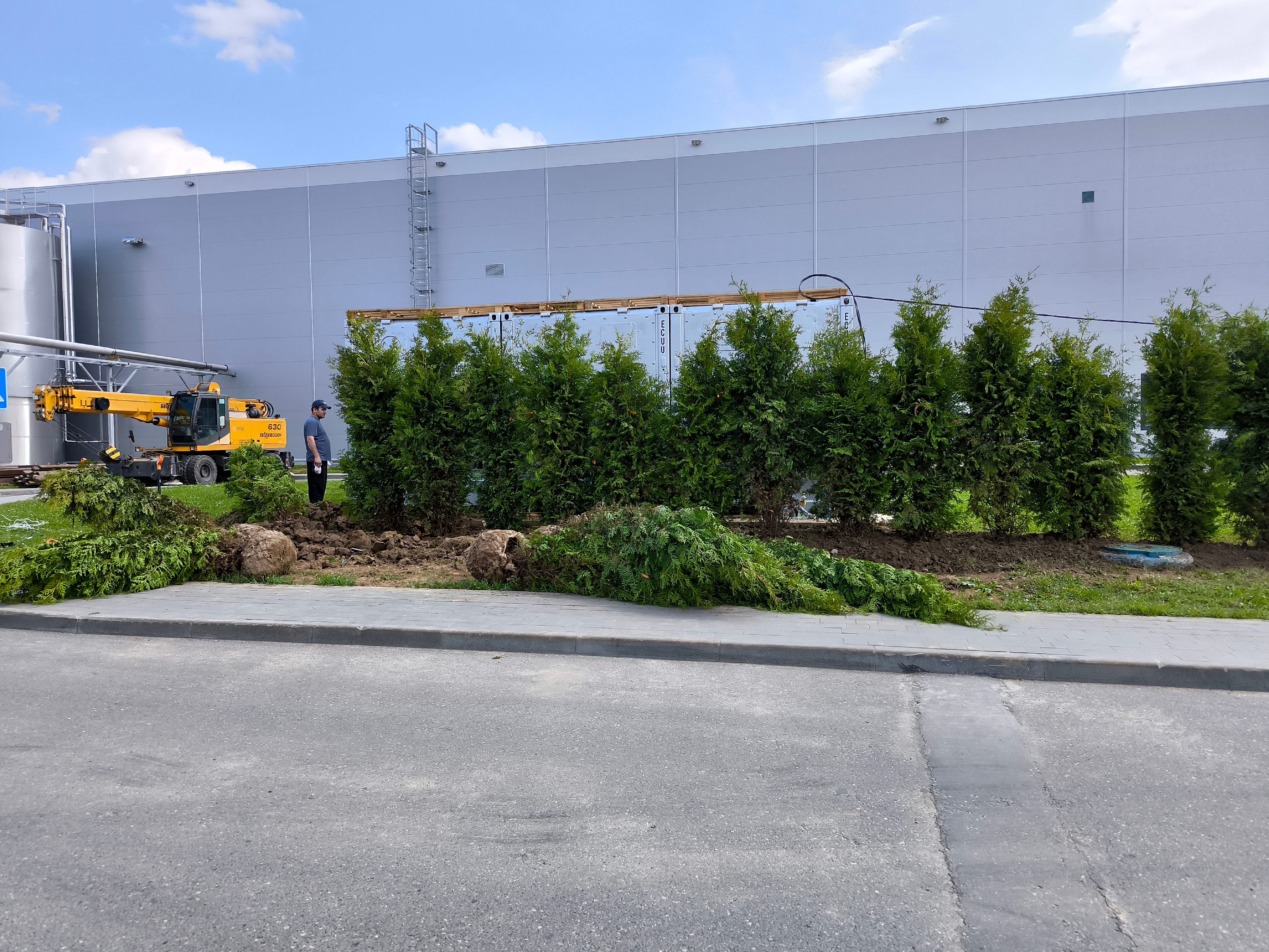 Посадка крупномеров и живой изгороди